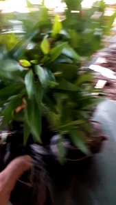 Tanaman Hias Pucuk Merah Paket 10 Pohon