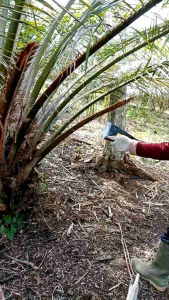 Dodos Sawit KLS Palm king Alat Panen Perkebunan Sawit