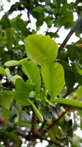 Bibit Tanaman JERUK PURUT Siap Tanam