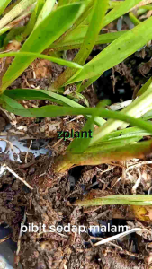 Bibit Tunas Sedap Malam 3 Pcs: Panduan Lengkap