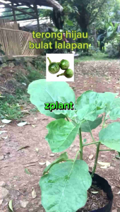 bibit pohon terong hijau | terong lalap