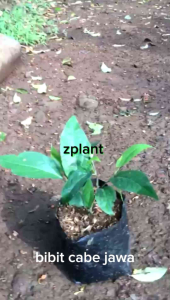 Bibit Tanaman cabe jawa cabai