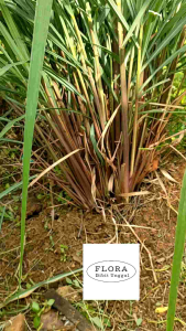 1Kg Pohon Sereh Wangi | Sereh Merah | Serai Lanang - Tanaman Obat Herbal