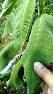 Paket 500 Gram Daun Sembung Segar Petik Langsung Saat Order Masuk