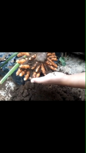 TERMURAH Kunyit Segar 1 Kg