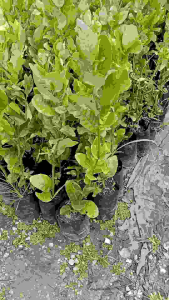 ต้น มะนาว-เลมอน พันธุ์ยูเรก้า#คัดสวยๆ (พร้อมส่ง‼️)