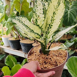 Aglaonema Snow White / 白雪粗肋草 / Aglonema Putih Salju / अग्लोनेमा स्नो वाइट – Air Purifying Elegant Foliage Easy to Grow