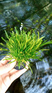 Triminil Aquascape wabikusa