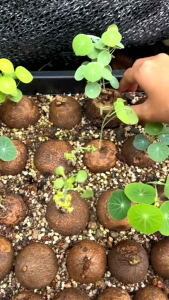 Stephania Erecta 山乌龟 (Bulb Only)