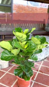 TKL - Big Size Ficus Lyrata Big Leaf (80-100cm) 大型大叶琴叶榕 (80-100cm)