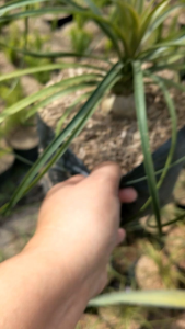 Ponytail Palm | Beaucarnera recurvata | Live Plants
