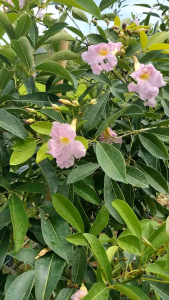 Rosy Pink Trumpet Vine | Podranea ricasoliana