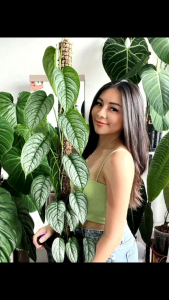 Intan Flora - Unsur Silika GA-02 Nutrisi Tanaman Hias Seimbang Premium Perlite