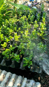 Beringin Dolar / Bahan Bonsai / Tanaman Hias Daun Bulat