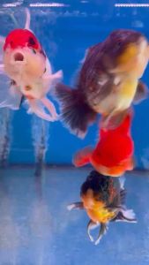 THAILAND ORANDA GOLDFISH LION HEAD 12-13cm RM438 per fish