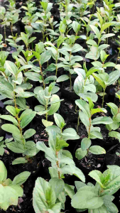 ต้นกล้าพุทราป่า ขนาด 15-20 cm