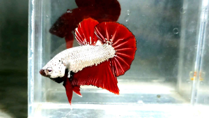 Red Copper Dragon Halfmoon Plakat HMPK Betta Fish / Ikan Laga/ 斗鱼 (Not random fish）14