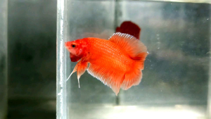 Oren Double Tail Plakat DTPK  Betta Fish / Ikan Laga/ 斗鱼 (Not random fish）14