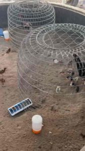 Combo Nuôi Gà từ khi nở đến lớn - Bio Smart 1 lít Clostop SP 100gram Protein ADE Ca+ 1 lít và Khoáng hữu cơ cao cấp 1 lít