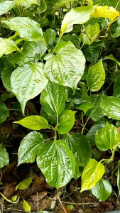 ใบชะพลูตากแห้ง🍂บรรจุถุง35กรัมหรือ3.5ขีดใบชะพลูเก็บสด🌿500กรัมหรือ5ขีด