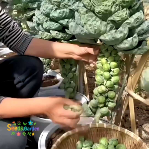 30 BUTIR BIJI/BENIH TANAMAN KUBIS BRUSSELS  SPROUTS HIJAU (Cocok untuk dataran tinggi)