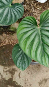 Philodendron Plowmanii - - Pokok Philodendron Plowmanii - फिलोडेंड्रोन प्लोमानी Philodendron Plowmanii – Textured Leaves Indoor Aroid Large Foliage Rare Collector Plant Easy to Maintain LIVE PLANT