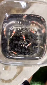 Red bee dan black bee shrimp Indukan super berkualitas siap bertelur udang hias aquarium Aquascape hiasan Aquarium Aquascape