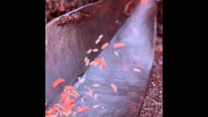 Orange springtails of 30