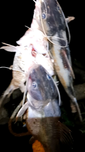 Umpan Kucur Sipulen Tea 500gram: Panduan Lengkap