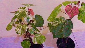 Desain Bonsai Unik & Menarik: Tanaman Hias Waru Variegata 3 Warna