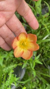 011.หัวดอกบัวดิน Nutty2 หัวละ 20 บาท