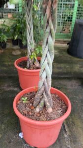 #ศุภโชคถักเปีย ไม้มงคลเชื่อกันว่าใครมีปลูกไว้ในบ้านจะช่วยเรื่องเรียกทรัพย์ เขย่าทรัพย์ ศุภโชคถักเปียเป็นไม้เลี้ยงง่ายยิ่งโตถักเปียยิ่งสวยขึ้นเงาเลยทีเดียวเพราะเหตุนี้จึงทำให้ศุภโชคถักเปียดูสวยและมีเสนห์ในตัว ศุภโชคถักเปียไม่คอยชอบน้ำรดน้ำอาทิตย์ละครั้ง