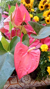 Anthurium