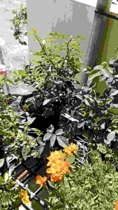 Exploring the Beauty & Fragrance of Rose Plants