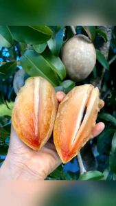 COD bibit sawo jumbo Vietnam Valid 100% - bibit sawo jumbo 1 meter/tanaman buah sawo jumbo Vietnam