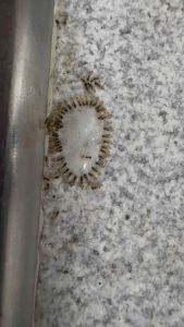 AntGuard - 30ml Liquid Ant Bait Killer Gel Industrial Strength (Highly Effective - Borax Kill Colony)