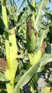 TERBAIK!! 1Kg Benih Jagung Manis Madu Super Siap Tanam