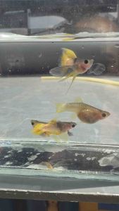 Pingu Glassberry Short Body