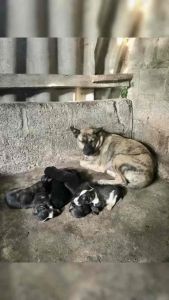 LINCOSPEC + BUTAFOLIC – HỖ TRỢ GIẢM HO SỐT TIÊU CHẢY PHỤC HỒI THỂ TRẠNG CHO CHÓ MÈO 2 lọ 10ml