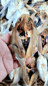 Ikan Asin Bandeng Belah Semi Asin Kualitas Premium