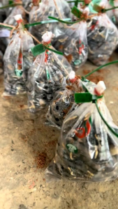 SAWIT PPKS UNGGUL ALL VARIETAS BIBIT BENIH KECAMBAH UNGGULAN