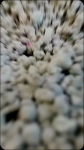 EXPEDISI Pasir Kucing BENZEO PREMIUM 5Lt Pasir Kucing Gumpal Wangi Pasir 5liter Bentonite