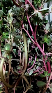 Krokot merah daun gelang segar 250 gram