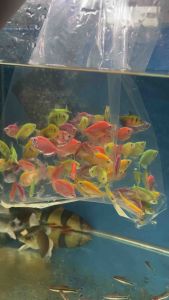 GLOW FISH [WHOLESALE 300PCS]