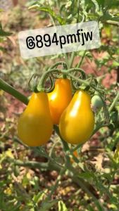 เมล็ดพันธุ์ มะเขือเทศลูกแพร์ทรงสวย Pear Tomato (Original) *มะเขือเทศสีเหลือง Pear Tomato Yellow สายพันธุ์ OP จำนวน100เมล็ด