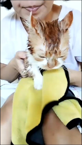 HANDUK GROOMING MICROFIBER 30X30CM ABU KUNING [[PICTURE#4]]