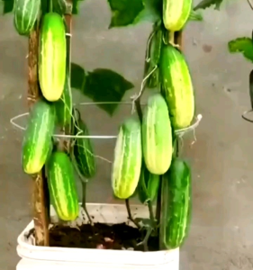 BIJI/BENIH TIMUN LALAP HIJAU BERBUAH LEBAT GENJAH F1