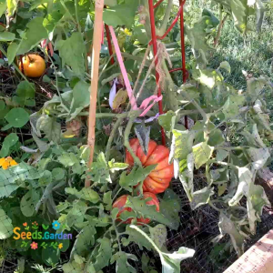 10 BUTIR BIJI/BENIH TANAMAN TOMAT JUMBO ZAPOTEC OAXACAN