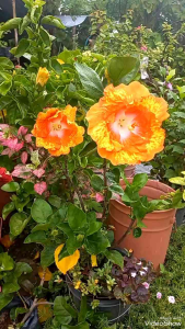 Gumamela / Hibiscus Well Rooted Shipped With Soil