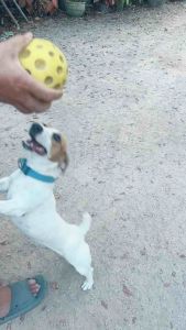 ลูกบอลยาง สำหรับสุนัข(คละสี) ทรงกลมคุณภาพดี (ขนาด10CM)